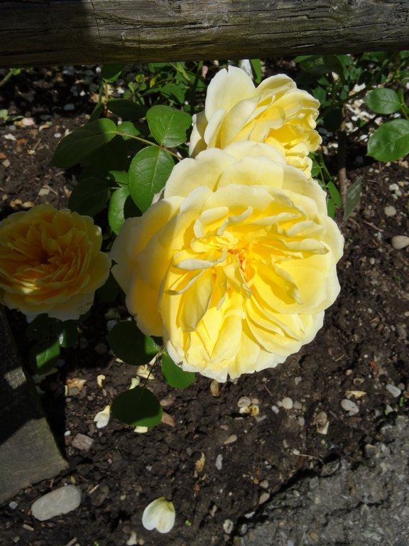 DSC01548.JPG  